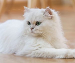 Mèo Ba Tư - Chú Mèo Khiến Cả Thế Giới Mê Mẩn