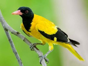 Chim Vàng Anh - Biểu Tượng Quyến Rũ Của Thiên Nhiên